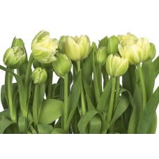 პანორამული შპალერი Komar 8-900 Tulips 368X254 სმ