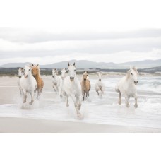 პანორამული შპალერი Komar 8-986 White Horses 368X254 სმ